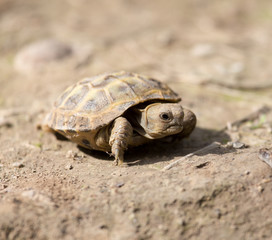turtle in nature
