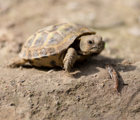 Naklejka premium turtle in nature