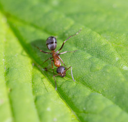 Bullet ant in the Jungle of amazonas river
