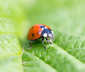ladybird on nature. macro