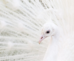 Obraz premium beautiful white peacock with feathers out