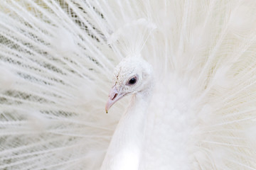 Obraz premium beautiful white peacock with feathers out