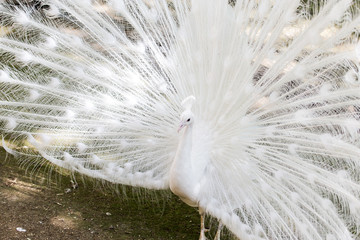 Obraz premium beautiful white peacock with feathers out