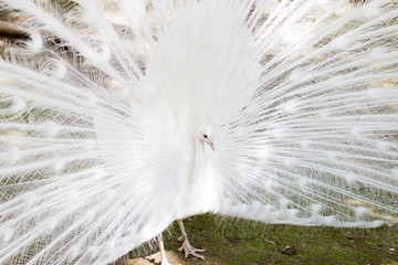 Obraz premium beautiful white peacock with feathers out