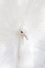 Crédence de cuisine en verre imprimé Paon beautiful white peacock with feathers out