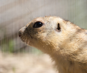 gopher at the zoo