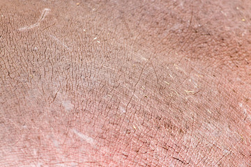 background of hippopotamus skin