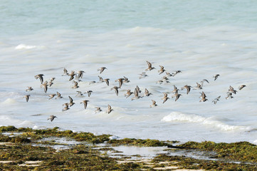 Flock of Dunlins in flight