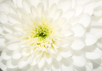beautiful white flower - Powered by Adobe
