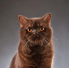 Brown british shorthair cat