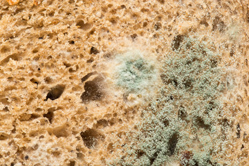 mold on bread. macro