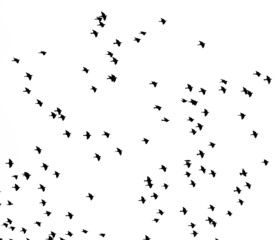 A flock of birds in the sky on a white background