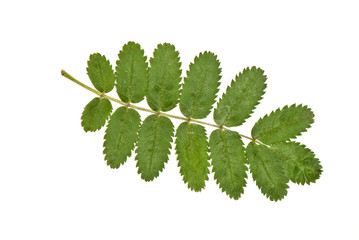 rowan leaf