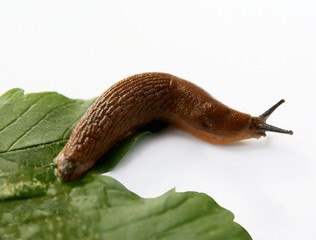 snail Arion rufus on green leaf