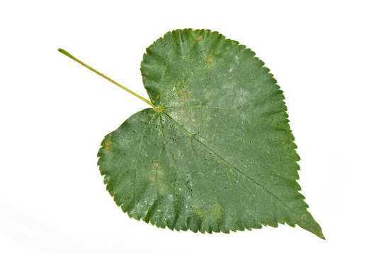 poplar leaf