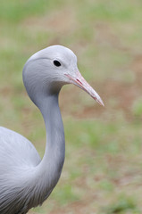 Fototapeta premium Blue crane portrait