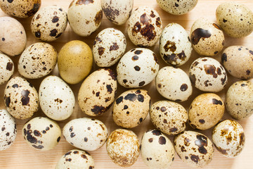 quail eggs - top view