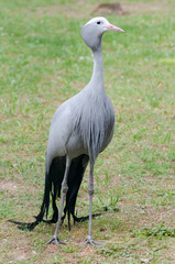 Naklejka premium Blue crane standing