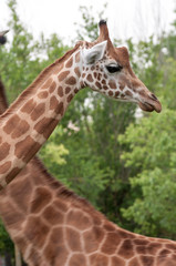 Giraffe closeup head and neck bacground another giraffe
