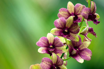 orchid