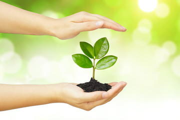 two hands holding and caring a young green plant