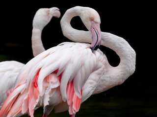 Naklejka premium Greater Flamingo bended neck