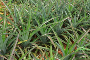Obraz premium Close Up of Pineapple in the Plantation Area under Tropical Area.