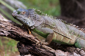 Iguana on a wood closeup