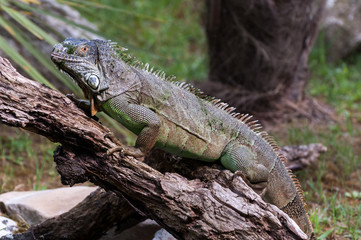 Iguana on a wood ful body