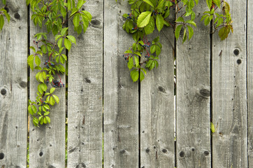 Wooden fence