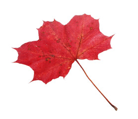 Red Maple leaf