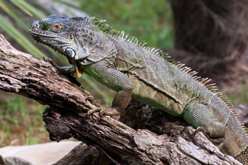 Iguana walking on a wood closer