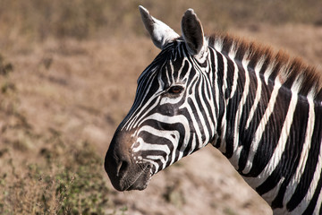 zebra