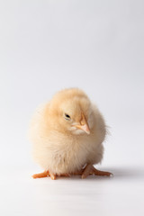 Cute baby Buff Orpington Chick looking down