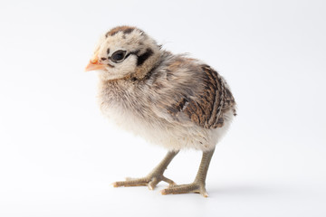 Beautiful baby chicken with black, brown, and white feathers on a white background