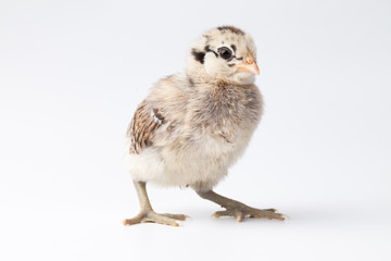 Beautiful baby chick with brown and black feathers looking to the side on a white background © VezzaniPhotography