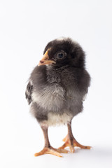 Barred Rock baby chick standing up on a white background © VezzaniPhotography