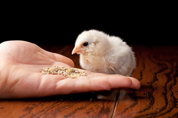 Baby Ameraucana chick looking at chicken feed in a girl's hand