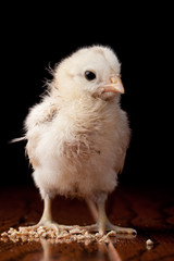 Amaucana baby chick eating feed