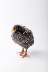 Side view of a maturing Barred Rock male rooster - baby chick