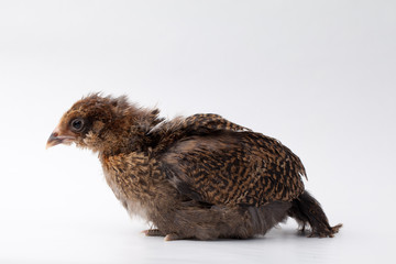 Side view of a brown and black feathered adolescent baby chick on a white background