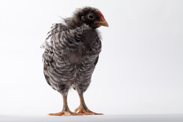 Barred Rock male rooster baby chick