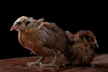 Two brown speckled baby chicks just getting their feathers in 