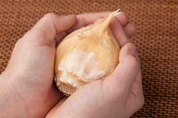 Girl holding a gigantic clove of Elephant Garlic