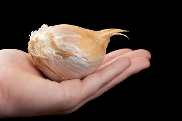 Gigantic clove of Elephant Garlic held by a Caucasian girl