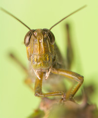 Grasshopper