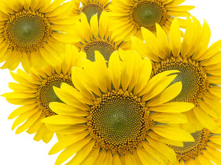 Fototapeta premium sunflowers
