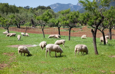 Weidende Schafe auf Mallorca