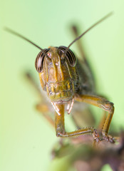 Grasshopper