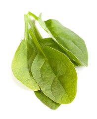 Young leaves of spinach isolated